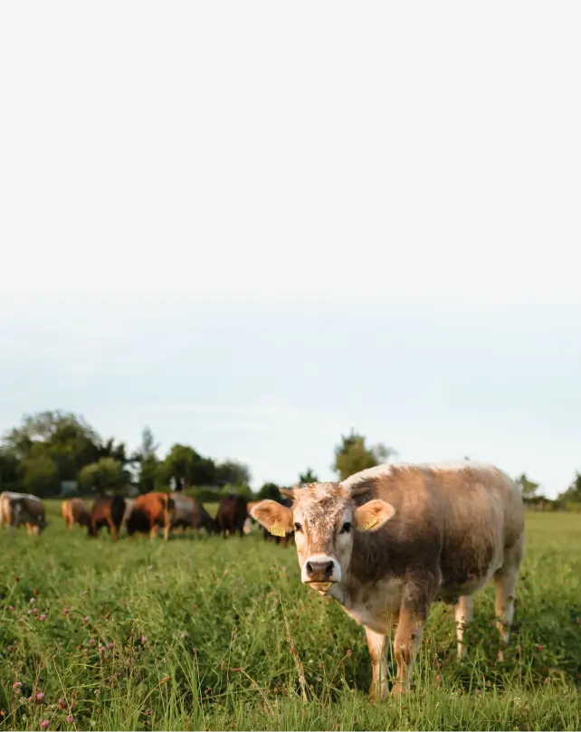 ECOFEED